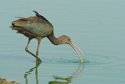 Glossy Ibis.