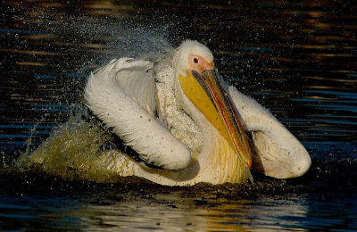 White Pelican.