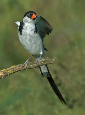 Pin-Tailed Whydah.