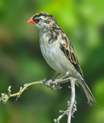 Pin-Tailed Whydah. (female)