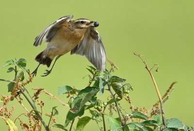 Whinchat.