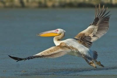 White Pelican.