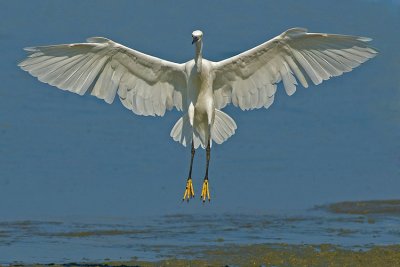 Little Egret.