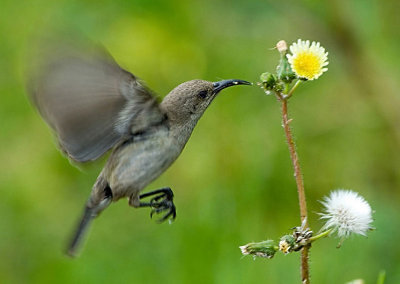 Palestine Sunbird. (Female)