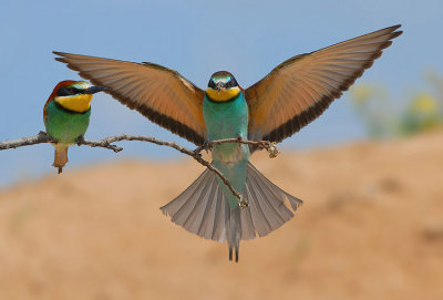 Bee-eater.