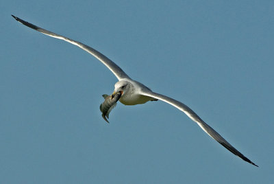 Yellow-legged Gull.