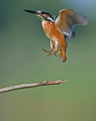 Kingfisher.