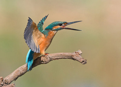 Kingfisher.