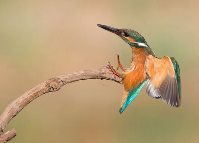 Kingfisher.