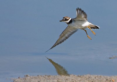 (Common) Ringed Plover.
