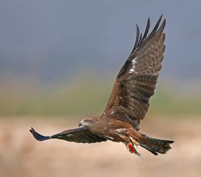 Black Kite.