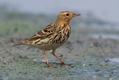 Red - throated Pipit.