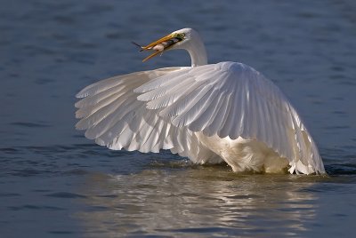 Great Egret.