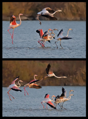 Flamingo.