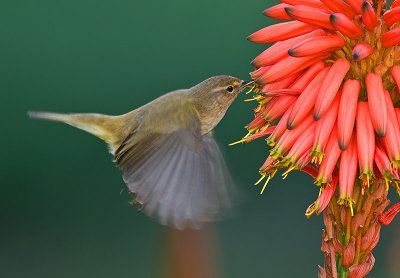 Chiffchaff.