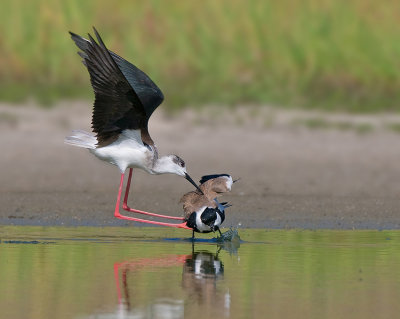 Black-winged stilt Attack Spur-winged Lapwing.