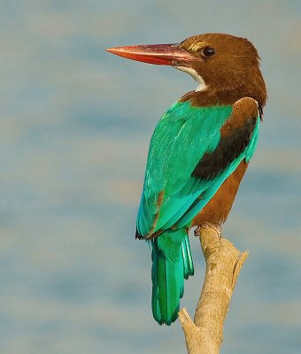 White-throated Kingfisher