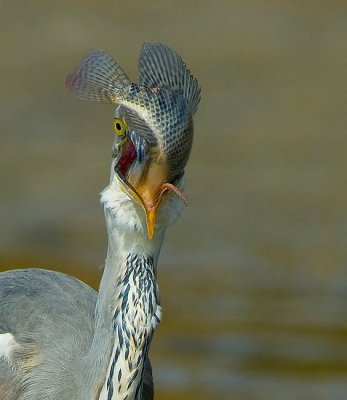 Grey Heron.