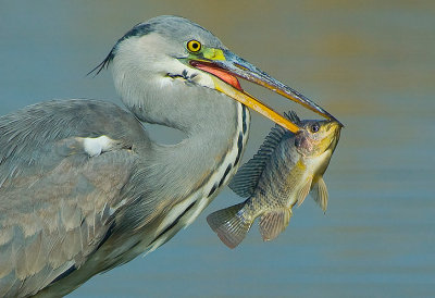 Grey Heron.