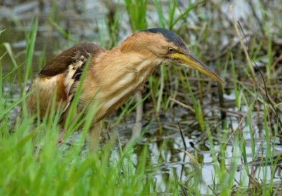 Little Bittern.