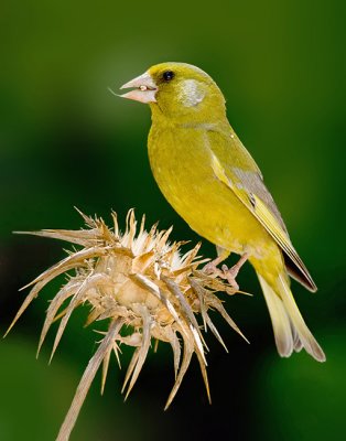 Greenfinch. (male)