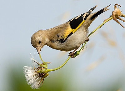 Goldfinch. (young)