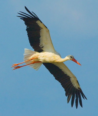 White Stork.