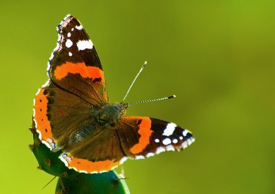 Vanessa Atalanta.