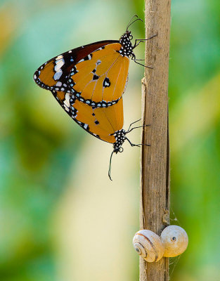 Danaus Chrysippus & White Italian Snail.  (orgy....)