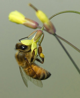 Honey Bee.