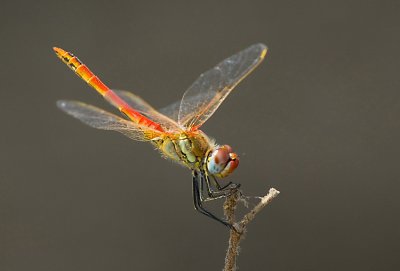 Crocothemis erythrea.