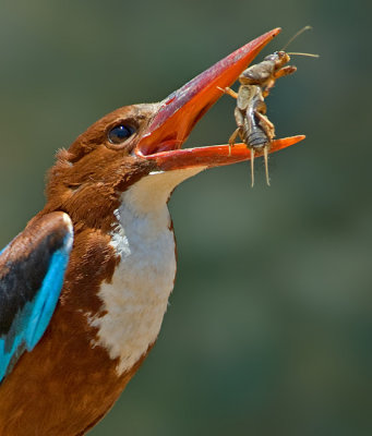 White-throated Kingfisher