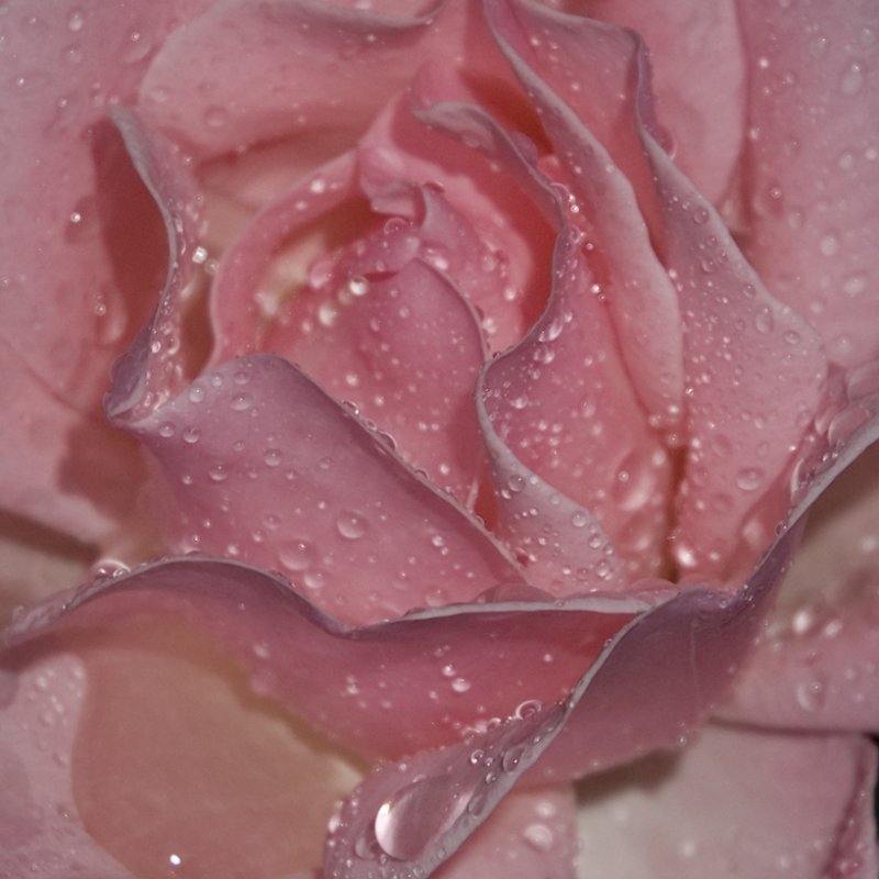 flora