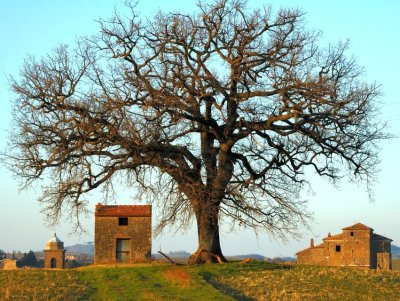 Castro, albero