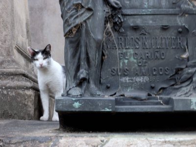 cemetery cat