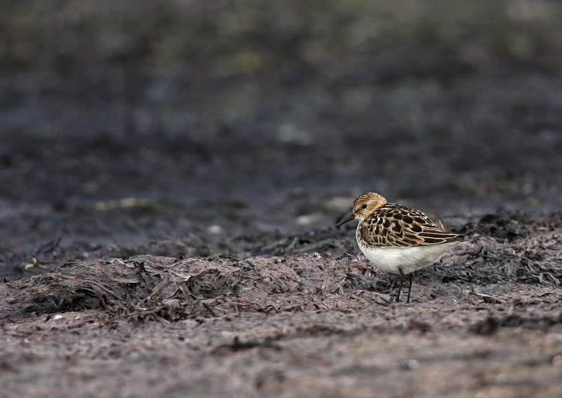 Smsnppa/Little Stint