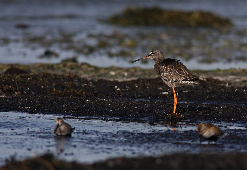 Svartsnppa/Spotted Redshank