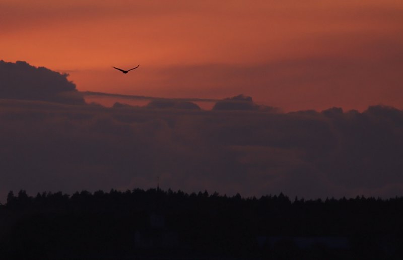 Havsrn/White tailed Eagle