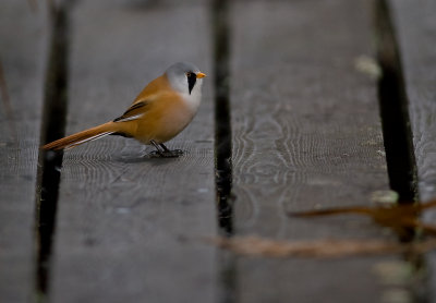 Skggmes/Bearded Reedling