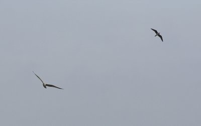 Svartvingad vadarsvala/Black-winged Pratincole