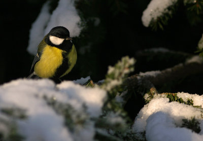 Talgoxe/Great tit