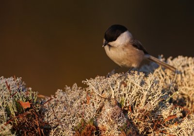 Talltita/Willow Tit