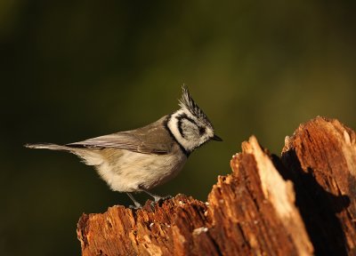 Tofsmes/Crested Tit