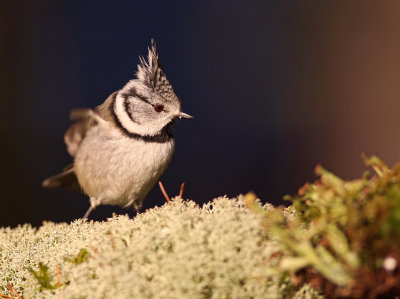 Tofsmes/Crested Tit