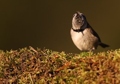 Tofsmes/Crested Tit