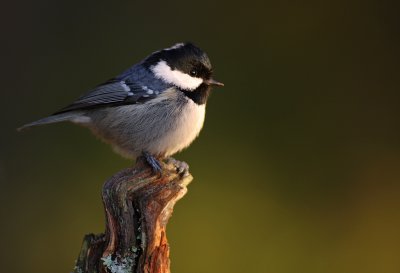 Svartmes/Coal Tit