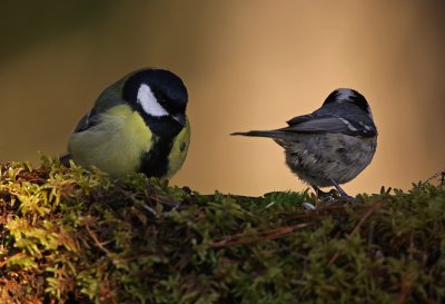 Talgoxe-Svartmes/Great Tit-Coal Tit