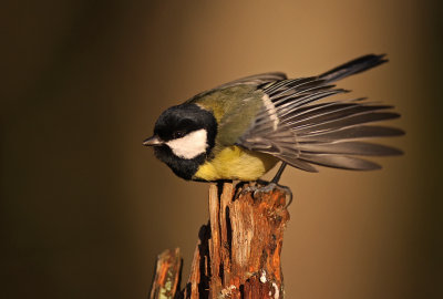 Talgoxe/Great Tit