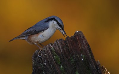 Ntvcka-Stare/Nuthatch-Starling