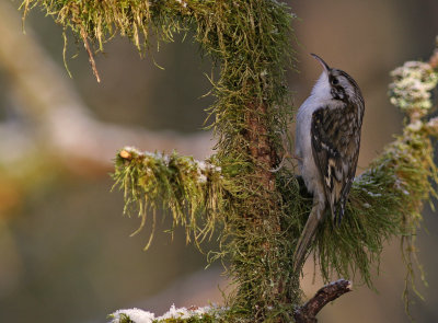 Trdkrypare/Tree Creeper